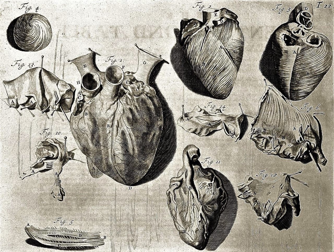L0000339 Heart illustration, 18th century