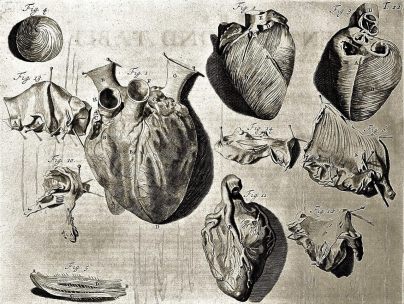 L0000339 Heart illustration, 18th century